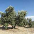 Paisagismo com oliveiras