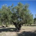 Paisagismo com oliveiras